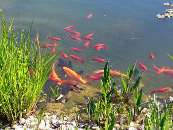 Hejno červených rybiček u vodními rostlinami porostlého  přehu jezírka.