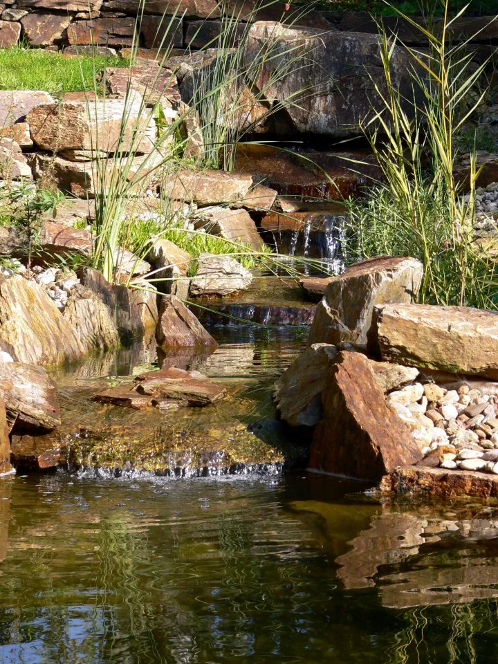 Kamenný potok postupně zarůstá vodními rostlinami