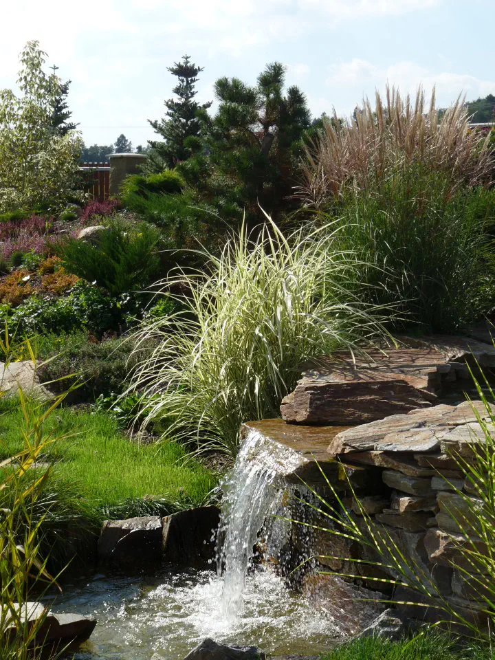 Okrasné trávy jsou vhodným doplňkem vody