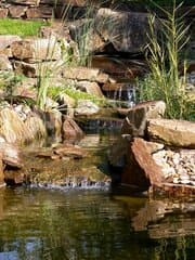 Kamenný potok postupně zarůstá vodními rostlinami